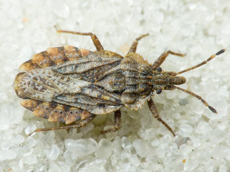 Aradus betulae (Linnaeus, 1758)